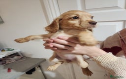 Cocker Spaniel dogs for sale: 3 kc reg working cocker spaniels avaliable  - Image 25