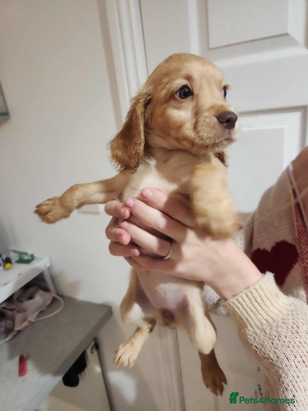 Cocker Spaniel dogs for sale: 3 kc reg working cocker spaniels avaliable  - Image 25
