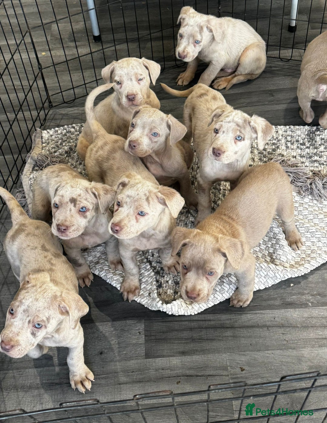 Cane Corso dogs for sale: Cane corso pups  - Image 14