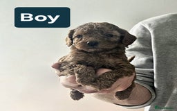 Cavapoo dogs for sale: Miniature cavapoo  - Image 9