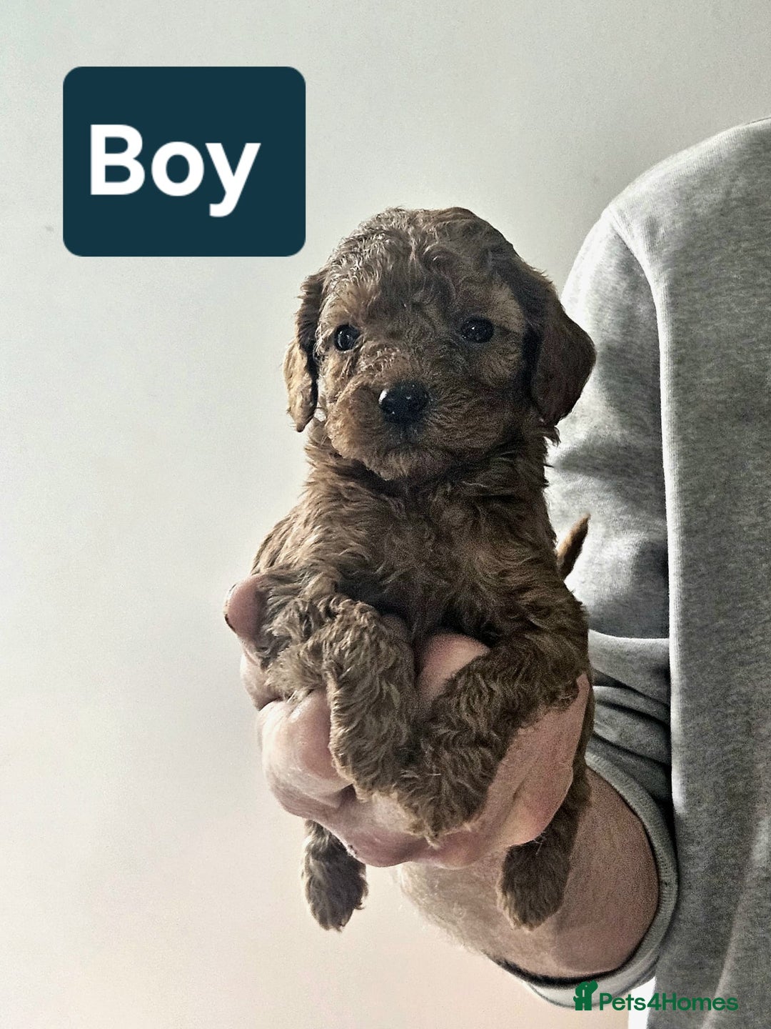 Cavapoo dogs for sale: Miniature cavapoo  - Image 9