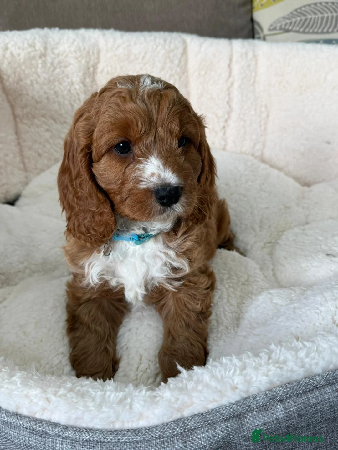 Cavapoo dogs for sale: Red and white F1 Cavapoo puppies - Advert 35