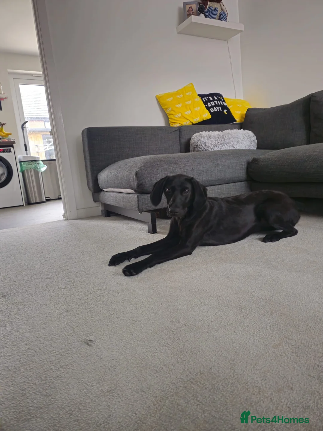 Goldador dogs for sale: Beautiful & Loving 1yr Goldador (Trinity) - Advert 1