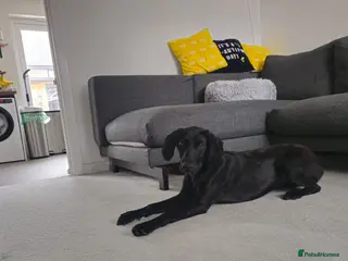 Goldador dogs Beautiful & Loving 1yr Goldador (Trinity) - Advert 1