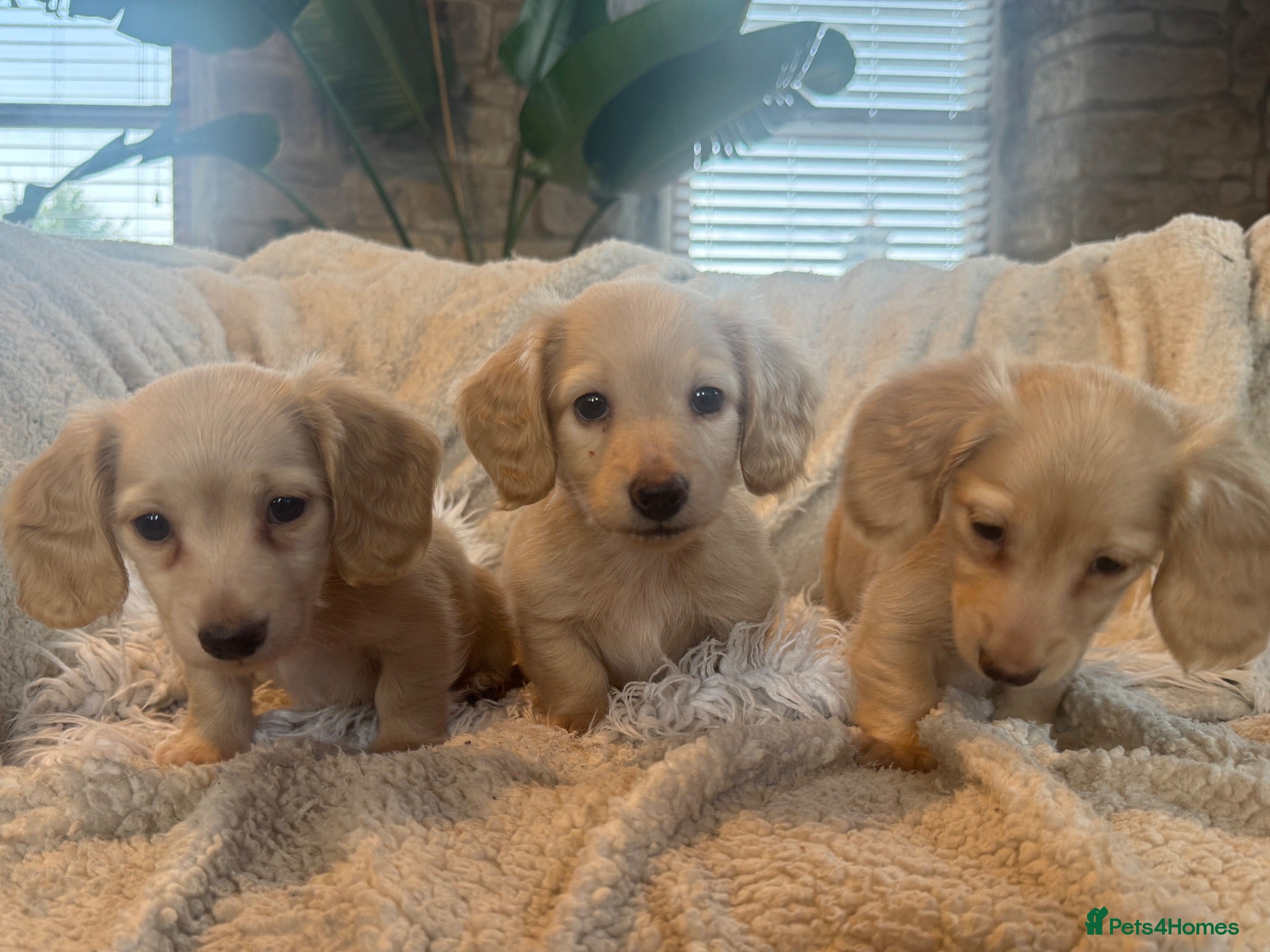 Miniature Dachshund dogs KC Longhaired Cream Miniature Dachshund Puppies - Advert 1