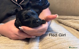 Goldendoodle dogs for sale: 12 Stunning Goldendoodles - Image 14