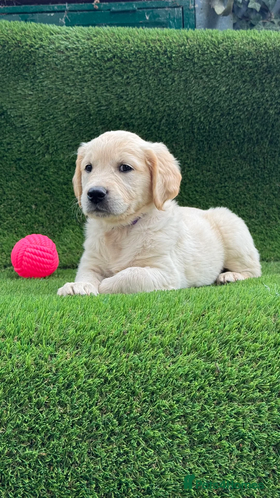Golden Retriever dogs for sale: Royal Cream Golden Retriever Puppies🤍 🐶 🐾 - Advert 2