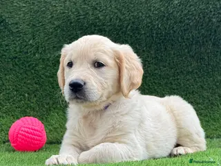 Golden Retriever dogs Royal Cream Golden Retriever Puppies🤍 🐶 🐾 - Advert 2