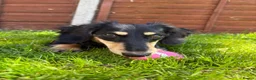 Miniature Dachshund dogs for sale: Long Haired Miniature Dachshund  - Advert 10