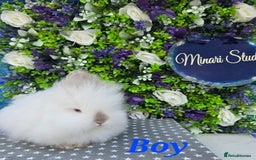 Lionhead rabbits for sale: Purebred lionhead babies available now  in Gloucester - Image 6