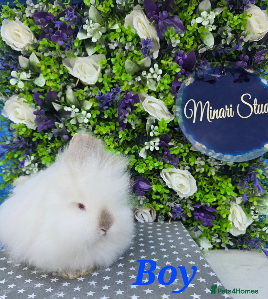 Lionhead rabbits for sale: Purebred lionhead babies available now  in Gloucester - Image 6