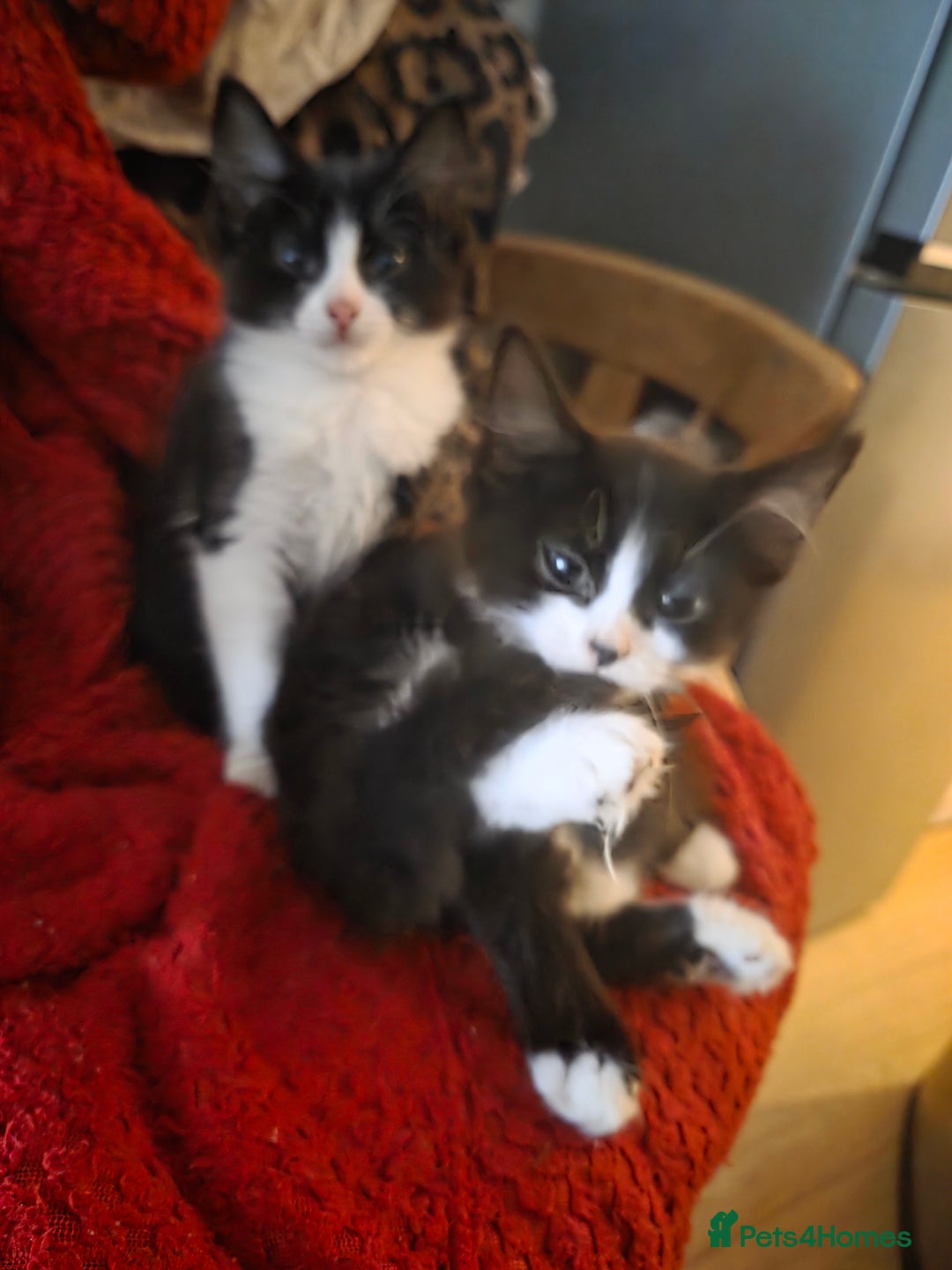 British Longhair cats for sale: 14 week old kittens  - Image 2