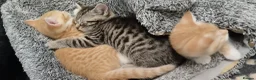 British Shorthair cats for sale: Beautiful kittens British shorthair - Advert 1