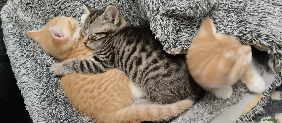 British Shorthair cats for sale: Beautiful kittens British shorthair - Advert 1