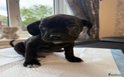 Mixed Breed dogs for sale: 6 beautiful puppies for sale  - Image 7