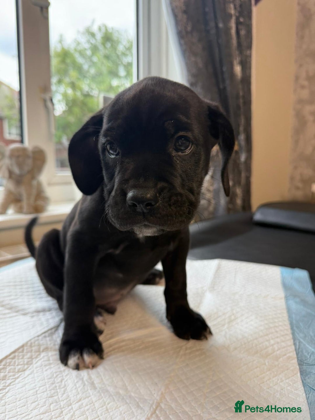 Mixed Breed dogs for sale: 6 beautiful puppies for sale  - Image 7