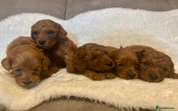 Cavapoo dogs for sale: Fox RED Cavapoo Puppies - Image 1
