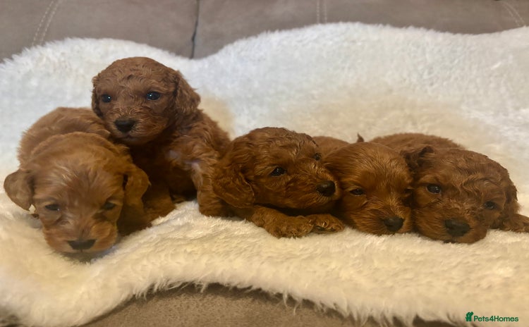 Cavapoo dogs - Advert 3