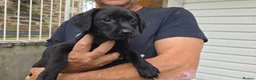 Labrador Retriever dogs for sale:  LAbrador Puppies For Sale - Advert 12