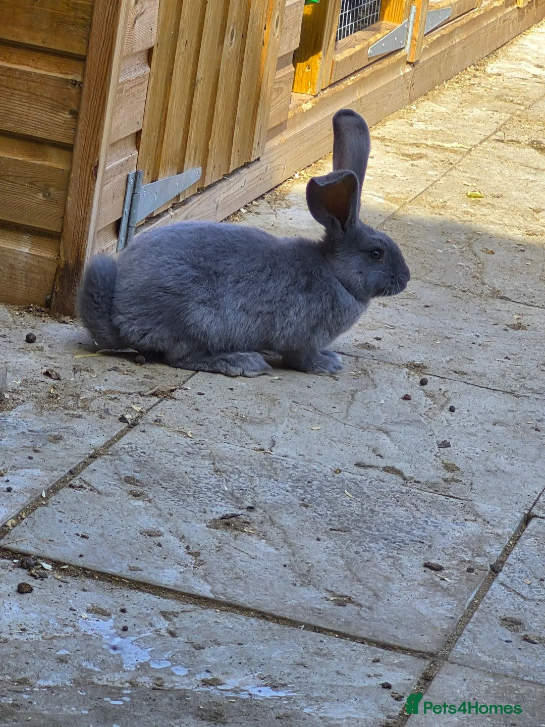 Continental Giant rabbits for sale: Pure giant continental rabbits  - Advert 6