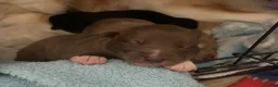 Mixed Breed dogs for sale: Collie mix pups in Gloucester - Advert 22