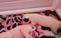 Bull Terrier dogs for sale: Bullterrier pups  - Image 14