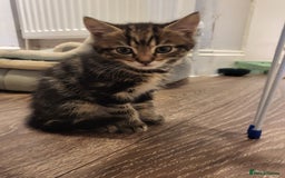 Mixed Breed cats for sale: 1 male mixed tabby  - Image 2