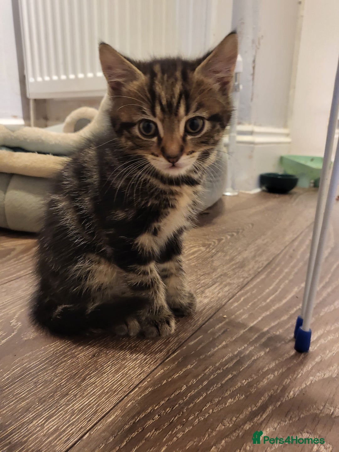Mixed Breed cats for sale: 1 male mixed tabby  - Image 2