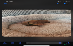 Mixed Breed dogs for sale: Dachshund x Chiwawa  - Image 6