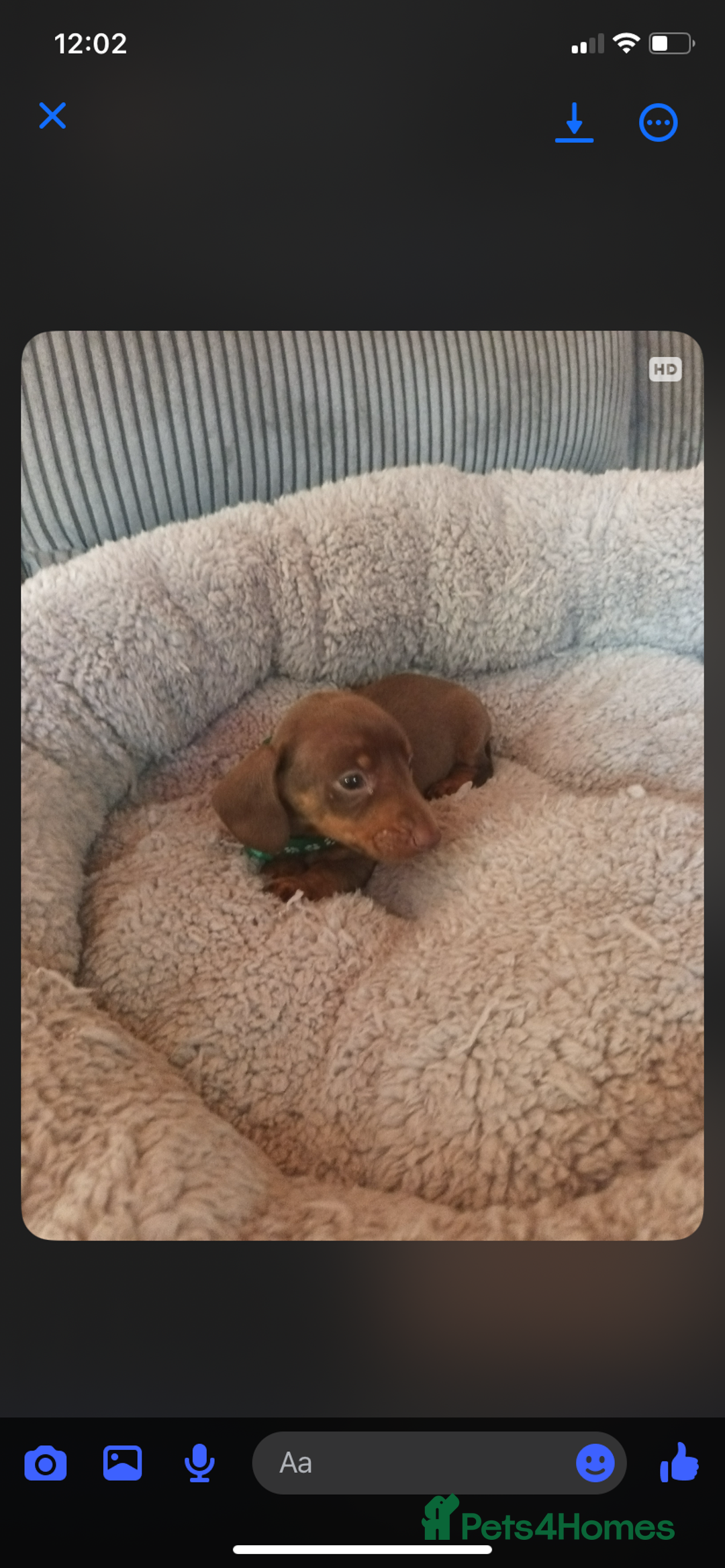 Mixed Breed dogs for sale: Dachshund x Chiwawa  - Image 6