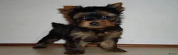 Yorkshire Terrier dogs for sale: Stunning  Yorkshire Terrier puppies 1 Puppy Left - Advert 9