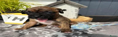 Boxer 1