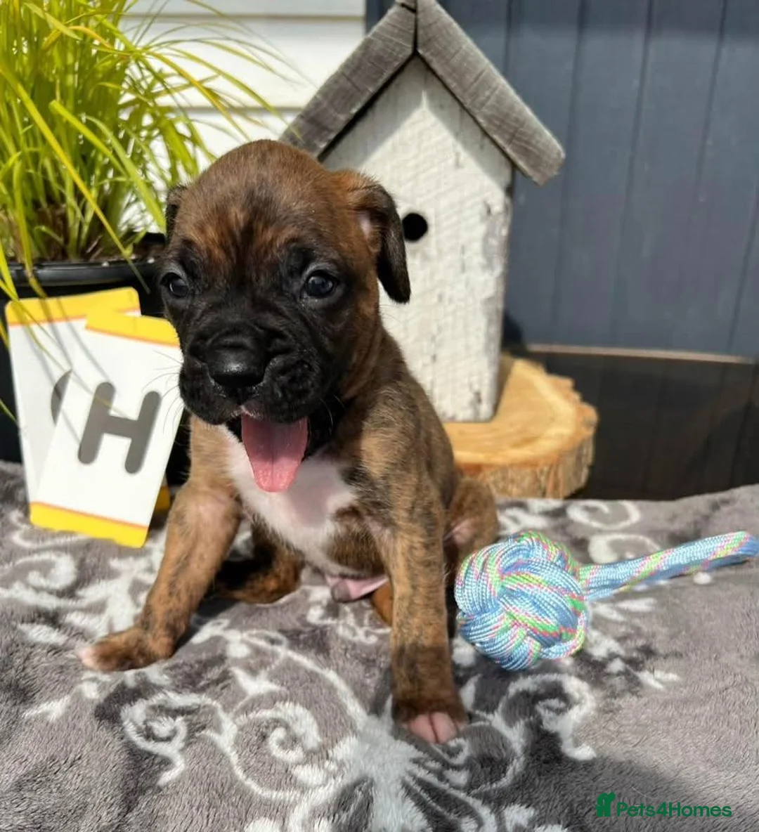 Boxer dogs for sale: 5 show pure Boxers Puppies - Advert 2