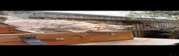 Bengal cats for sale: 2 Bengal Males for rehoming - Advert 3