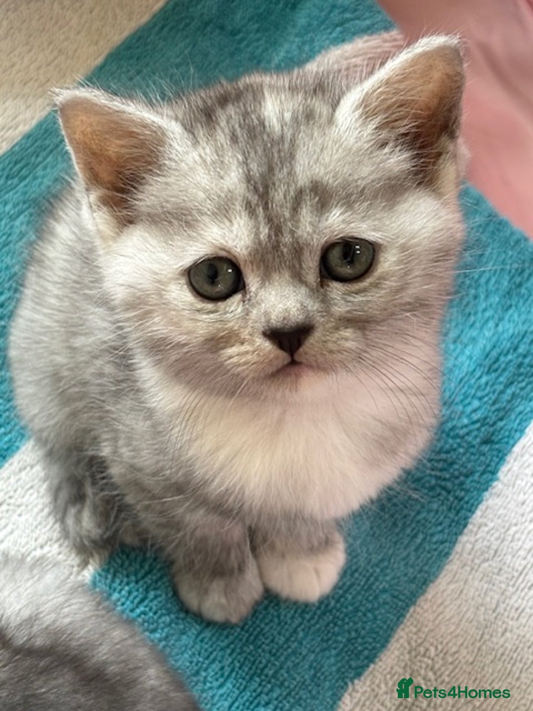 Persian cats for sale: Persian Cross Kittens - GCCF Registered parents - Image 4