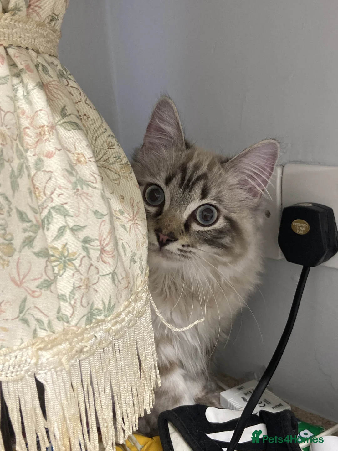 Ragdoll cats for sale: 1 Year Old Ragdoll Boy (+ Equipment) - Advert 6