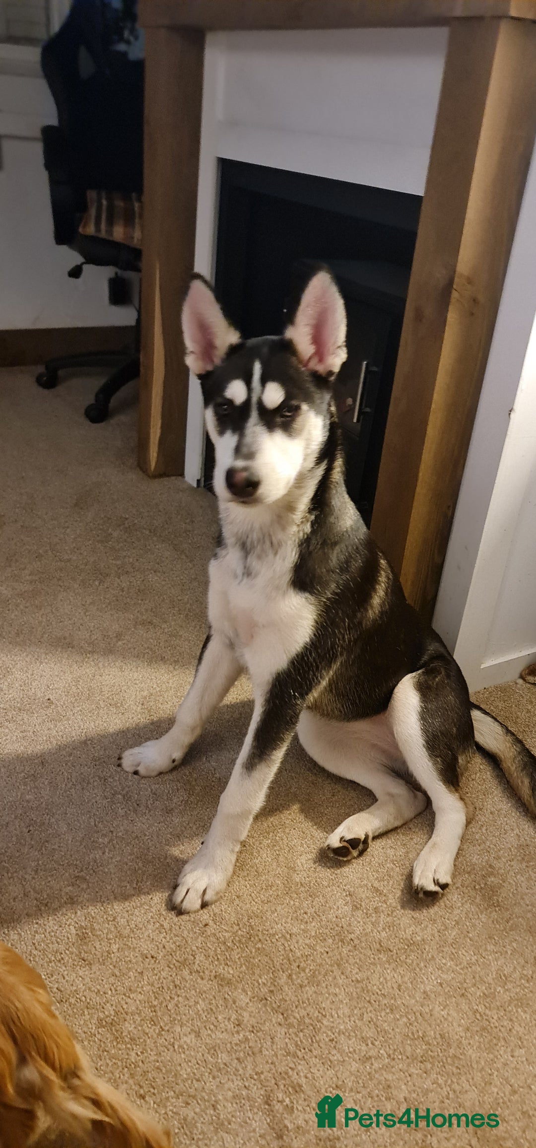 Siberian Husky dogs for sale: Siberian Husky female - Advert 5