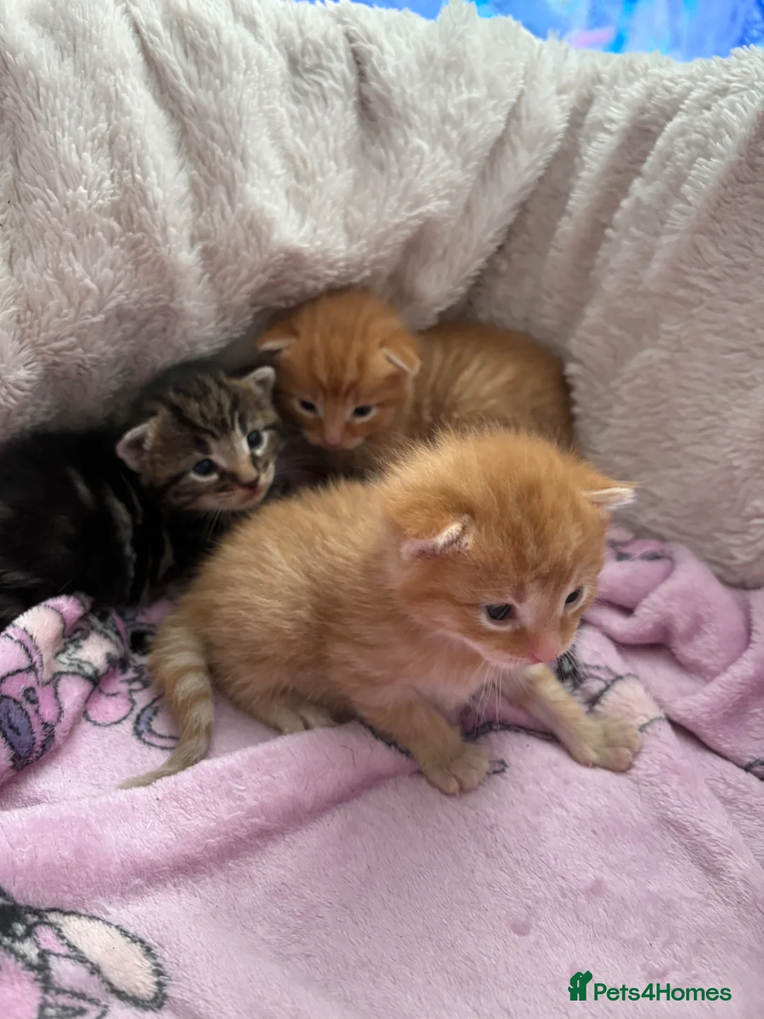 Mixed Breed cats for sale: Maincoon cross kittens  - Advert 2