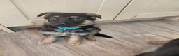 German Shepherd dogs for sale: German Shepherd male Ready now  - Advert 1