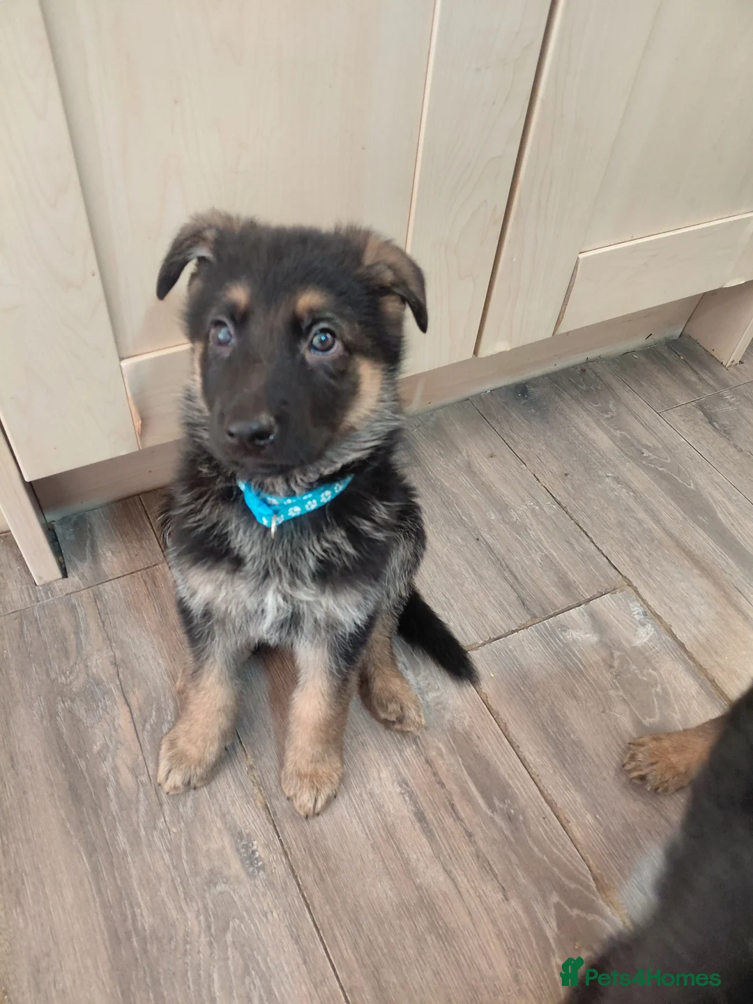 German Shepherd dogs for sale: German Shepherd male Ready now  - Advert 1