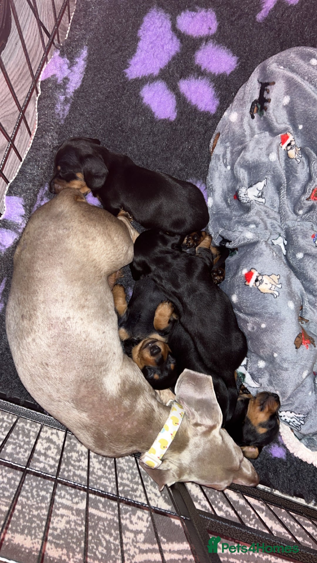 Miniature Dachshund dogs for sale: Miniature dachshund  - Image 6