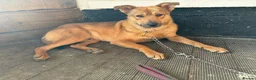 Mixed Breed dogs for adoption: Toffee - Norwich Norfolk  in Norwich - Advert 5