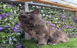 Maine Coon cats for sale: Giant Maine Coon! 20+ Generation Champion Heritage - Image 5