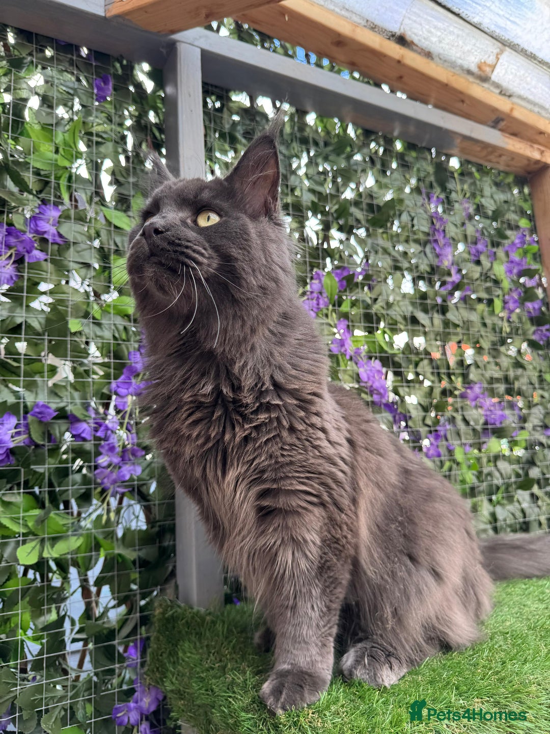 Maine Coon cats for sale: Giant Maine Coon! 20+ Generation Champion Heritage - Image 5