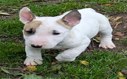 English Bull Terrier dogs for sale: K.C Reg English Bull Terrier Pups READY NOW - Image 2