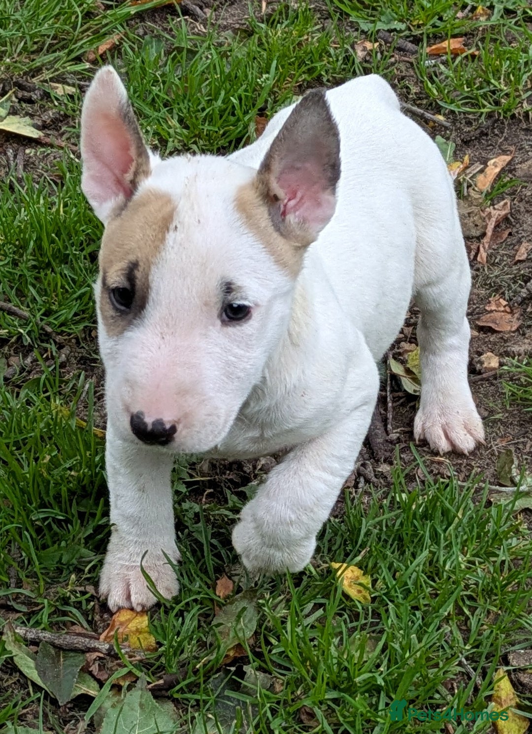 English Bull Terrier dogs for sale: K.C Reg English Bull Terrier Pups READY NOW - Image 2