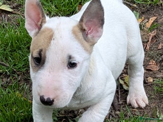 English Bull Terrier dogs - Advert 9