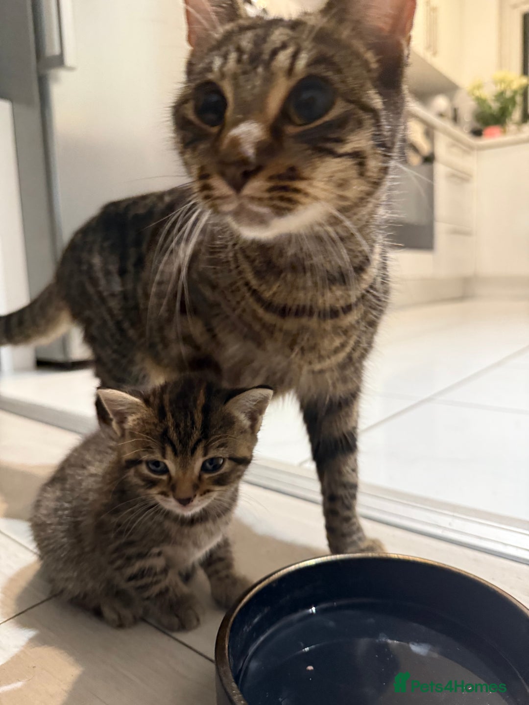 British Shorthair cats for sale: British short haired pedigree cross tabby kittens  - Image 8