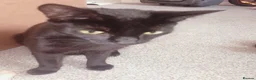 Bombay cats for sale: Bombay  - Advert 2