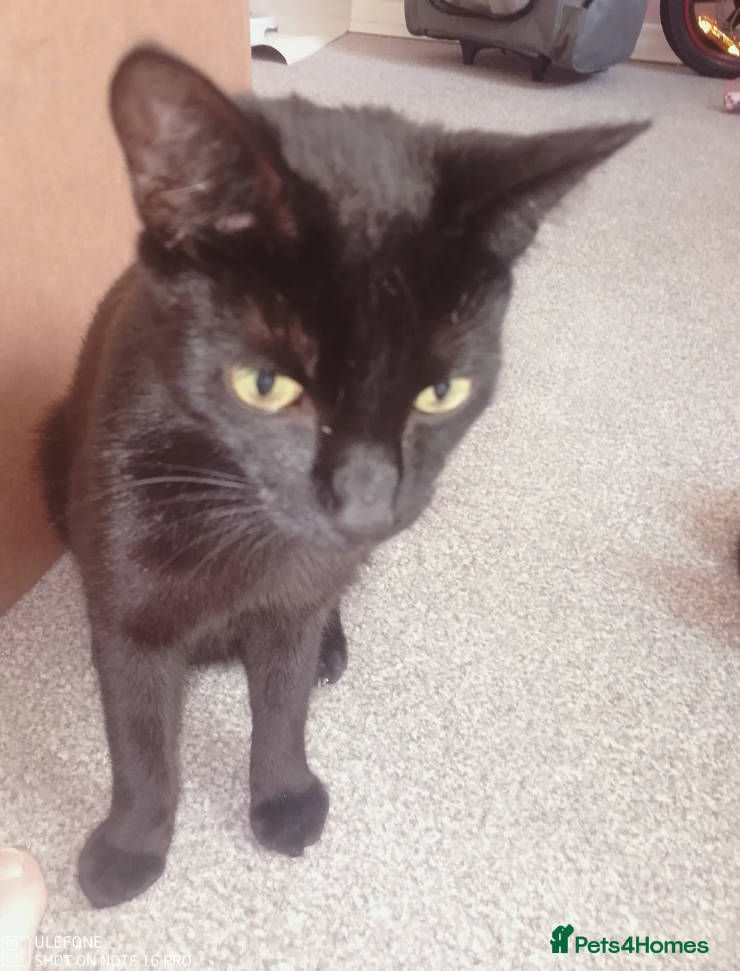 Bombay cats for sale: Bombay  - Advert 2